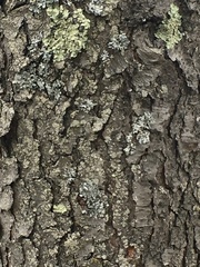 Fungi