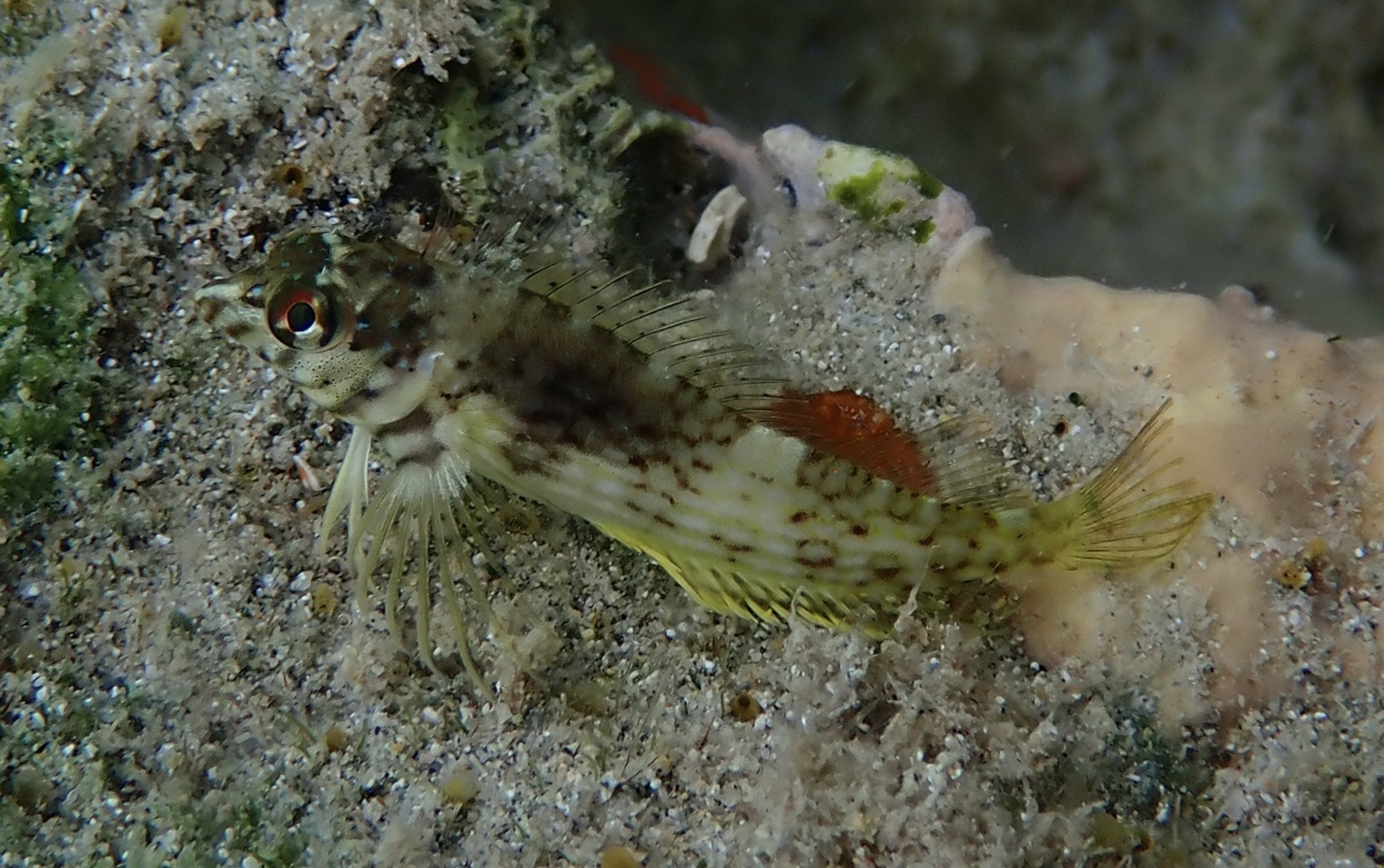 金線軟䲁 (金線䲁) Malacoctenus aurolineatus