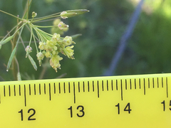 Descurainia pinnata glabra