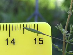 Descurainia pinnata glabra