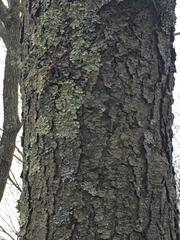 Fungi