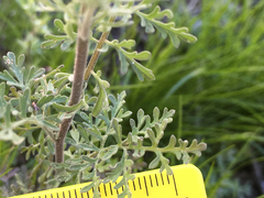 Descurainia pinnata glabra