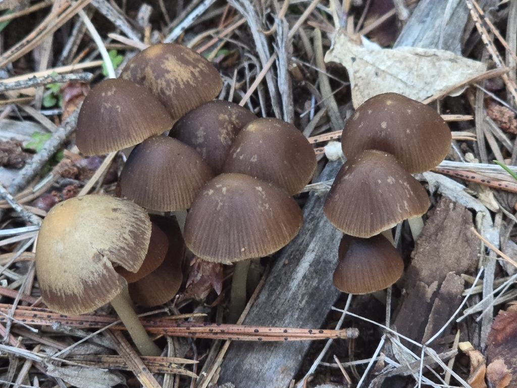 Psathyrella seymourensis
