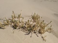 Swallenia alexandrae