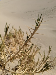 Swallenia alexandrae