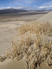 Swallenia alexandrae