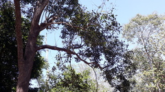 Syzygium densiflorum