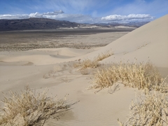 Swallenia alexandrae