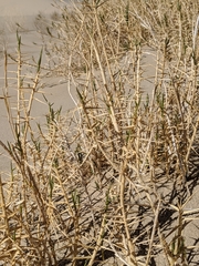 Swallenia alexandrae