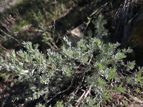 Artemisia arbuscula ssp. thermopola