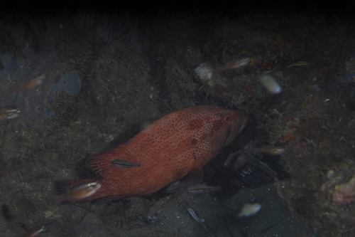Cephalopholis sonnerati observed 2026-04-21