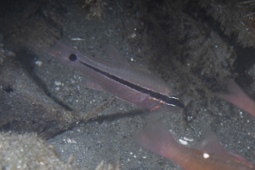 Pristiapogon fraenatus observed 2026-04-21