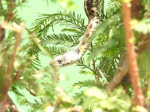 Black-necked Garter Snake