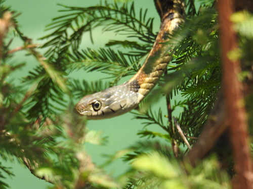 Black-necked Garter Snake