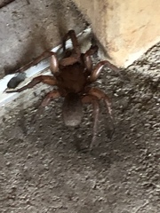 Myrmekiaphila comstocki