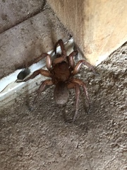 Myrmekiaphila comstocki