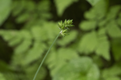 Carex pseudololiacea