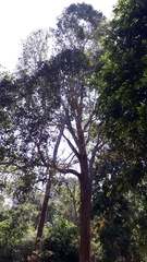 Syzygium densiflorum