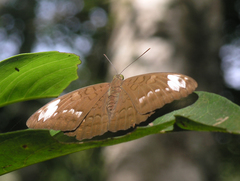 Tanaecia julii odilina