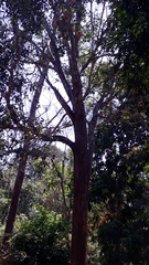 Syzygium densiflorum