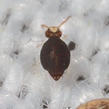 Sminthurinus minutus