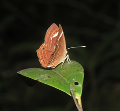 Abisara latifasciata