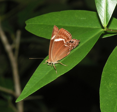 Abisara latifasciata