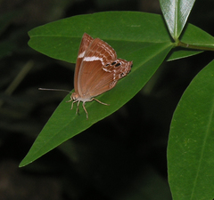 Abisara latifasciata