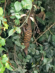 Phataginus tetradactyla