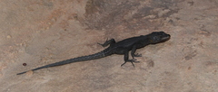 Hemicordylus capensis