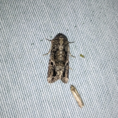 Lepidoptera