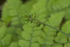 Carex pseudololiacea