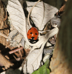 Coccinella septempunctata