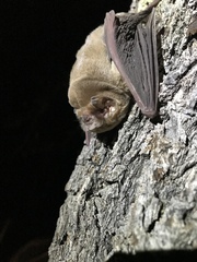 Mormoops megalophylla