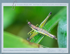 Paramastax cordillerae