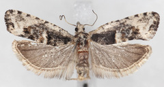 Chimoptesis chrysopyla