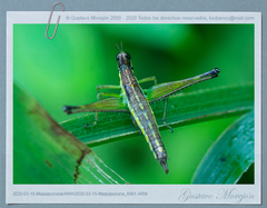 Paramastax cordillerae