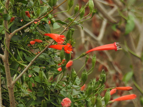 Manettia cordifolia, photograph 2