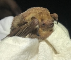 Lasiurus seminolus