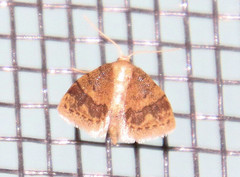 Idaea celtima