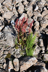 Rumex acetosa pseudoxyria