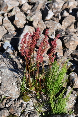 Rumex acetosa pseudoxyria
