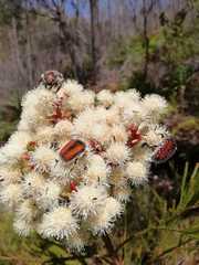 Trichostetha capensis hottentotta