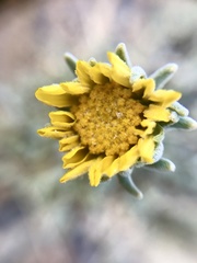 Enceliopsis nudicaulis