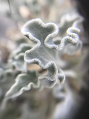 Enceliopsis nudicaulis