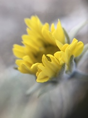 Enceliopsis nudicaulis