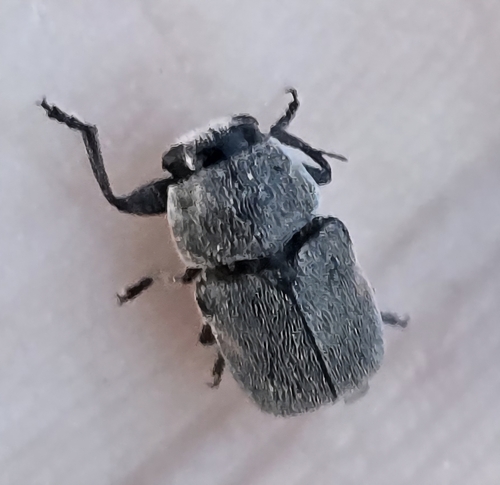 Pachybrachis morosus