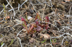 Rumex acetosa pseudoxyria