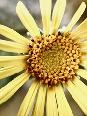 Enceliopsis nudicaulis