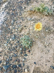 Enceliopsis nudicaulis